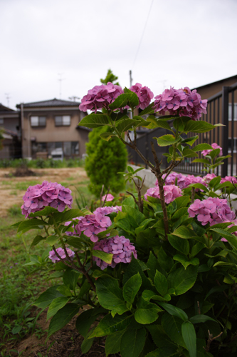 CRW_4696ss.jpg