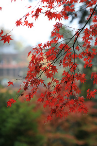 IMG_1310s.jpg