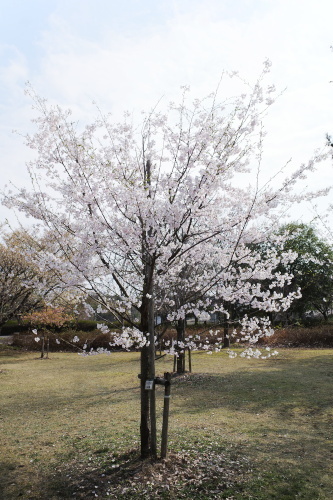 R0033950.JPG
