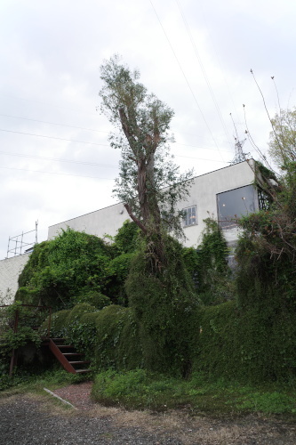 R0034232.JPG