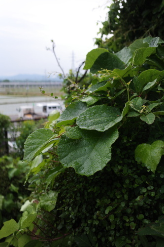 R0035288.JPG